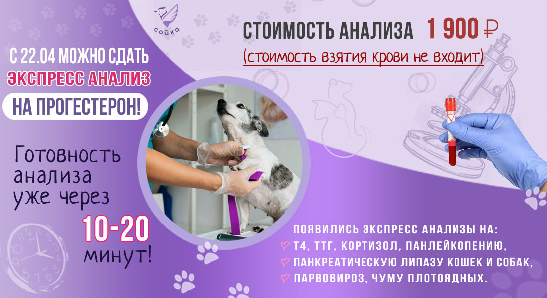 анализы кошкам и собакам ветклиника Сойка