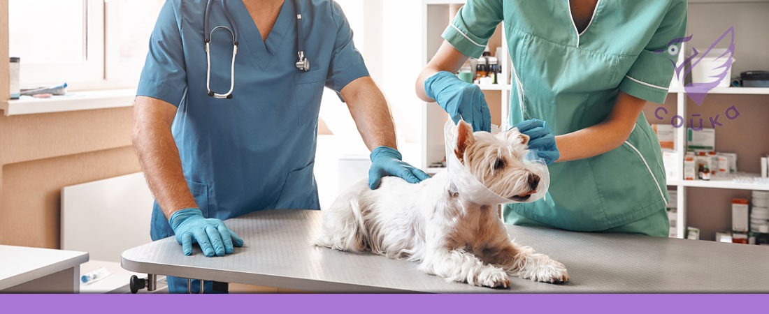 лечение почек у кошек и собак - ветеринар-нефролог в Одинцово клиника Сойка