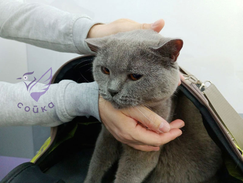 кошка Хэтти