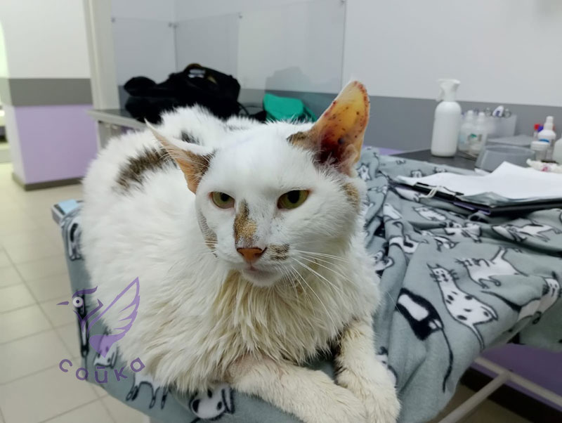 Кот Марсик ветклиника Сойка
