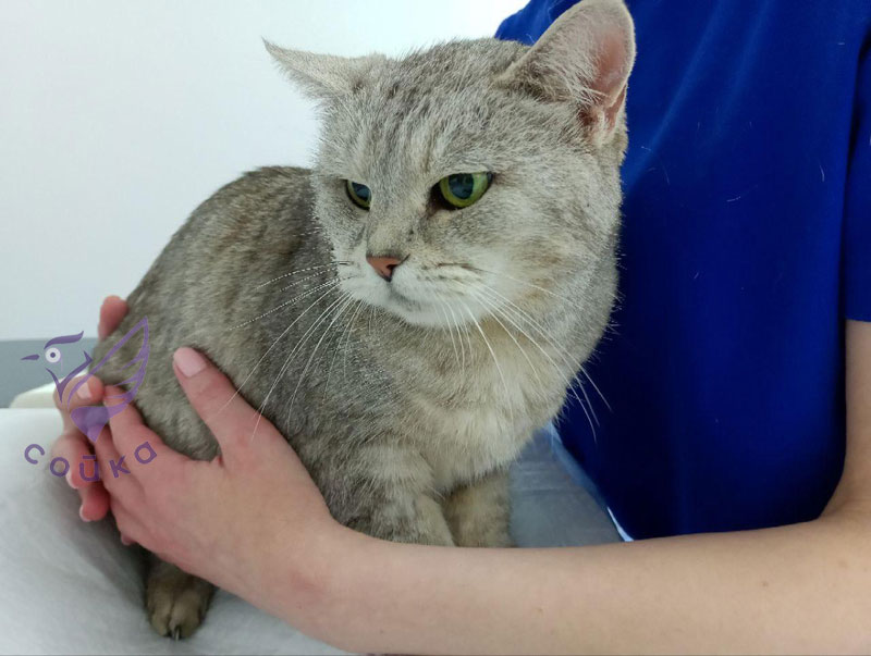 кошка Маруся ветклиника Сойка